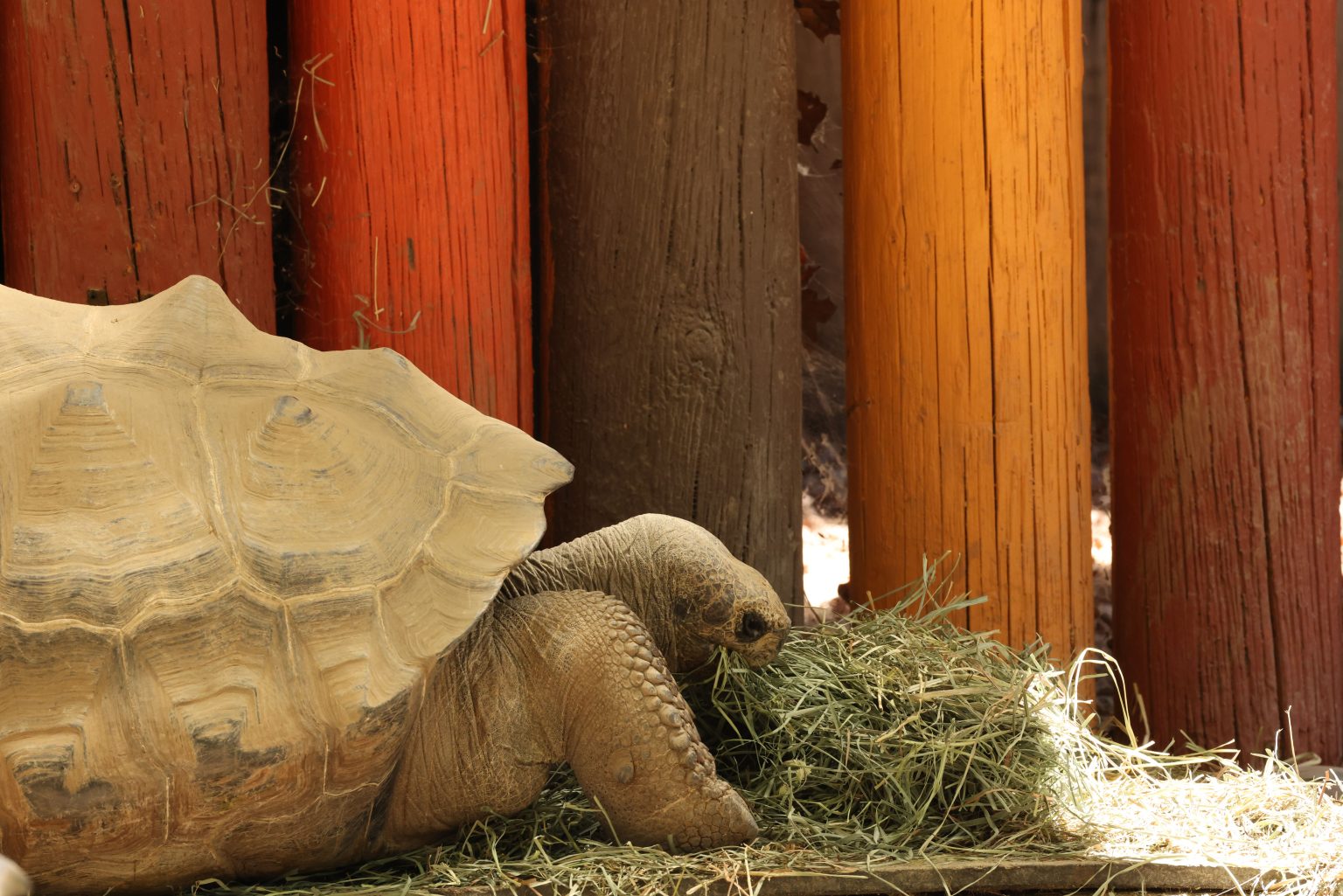 Tortoise eating hay at Rosamond Gifford Zoo in Syracuse, New York